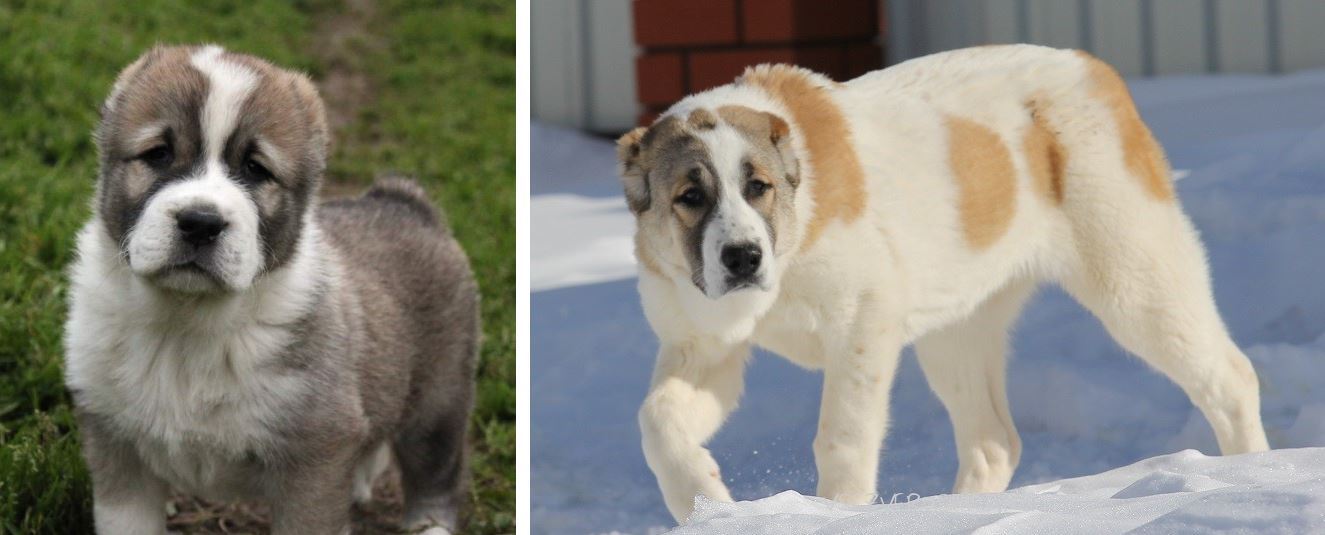 Puppies and what they grow up to be - My, Puppies, , The photo, Comparison, Longpost, Dog