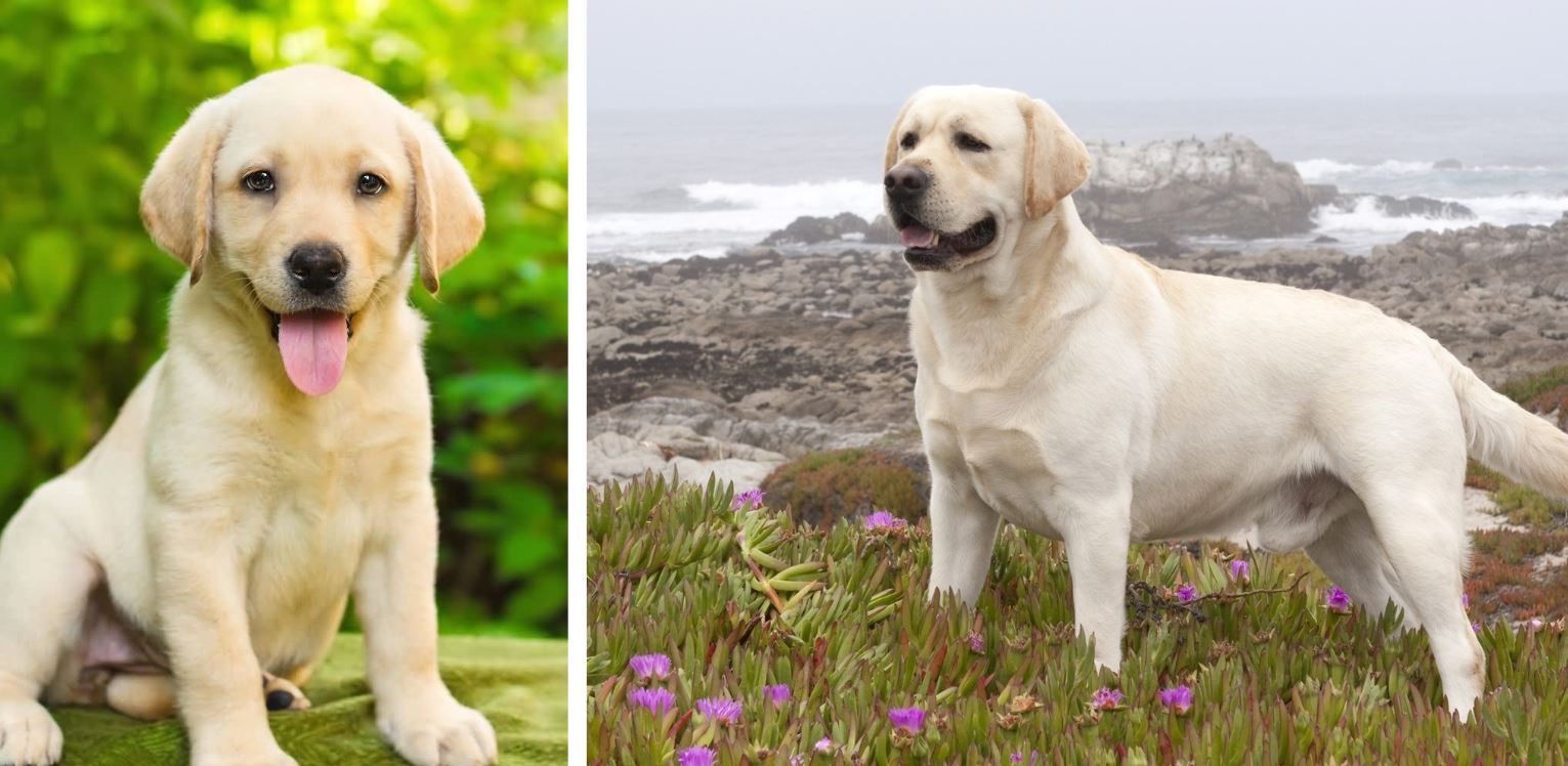 Puppies and what they grow up to be - My, Puppies, , The photo, Comparison, Longpost, Dog