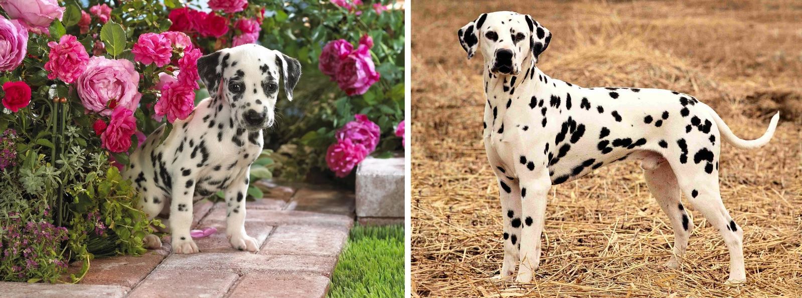 Puppies and what they grow up to be - My, Puppies, , The photo, Comparison, Longpost, Dog