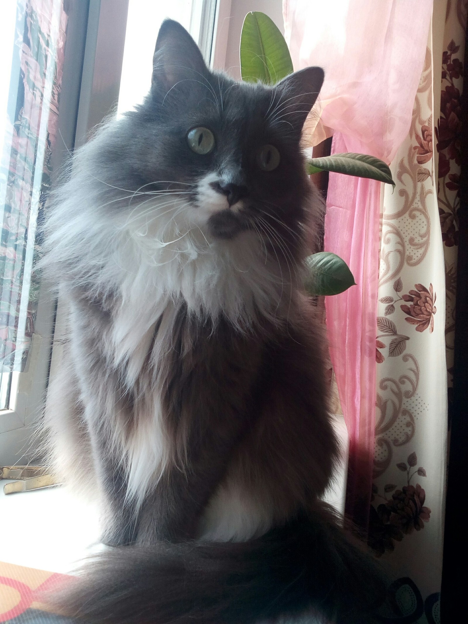 My cat. - My, cat, Grayness, My, Longpost