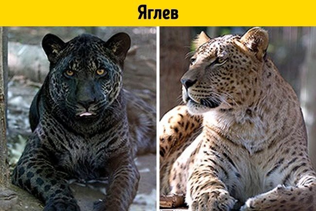 Animal mixes. Nature is an amazing thing, and man is a curious creature. They both can create such interesting breeds of animals. - Hybrid, Animals, Longpost, Dog