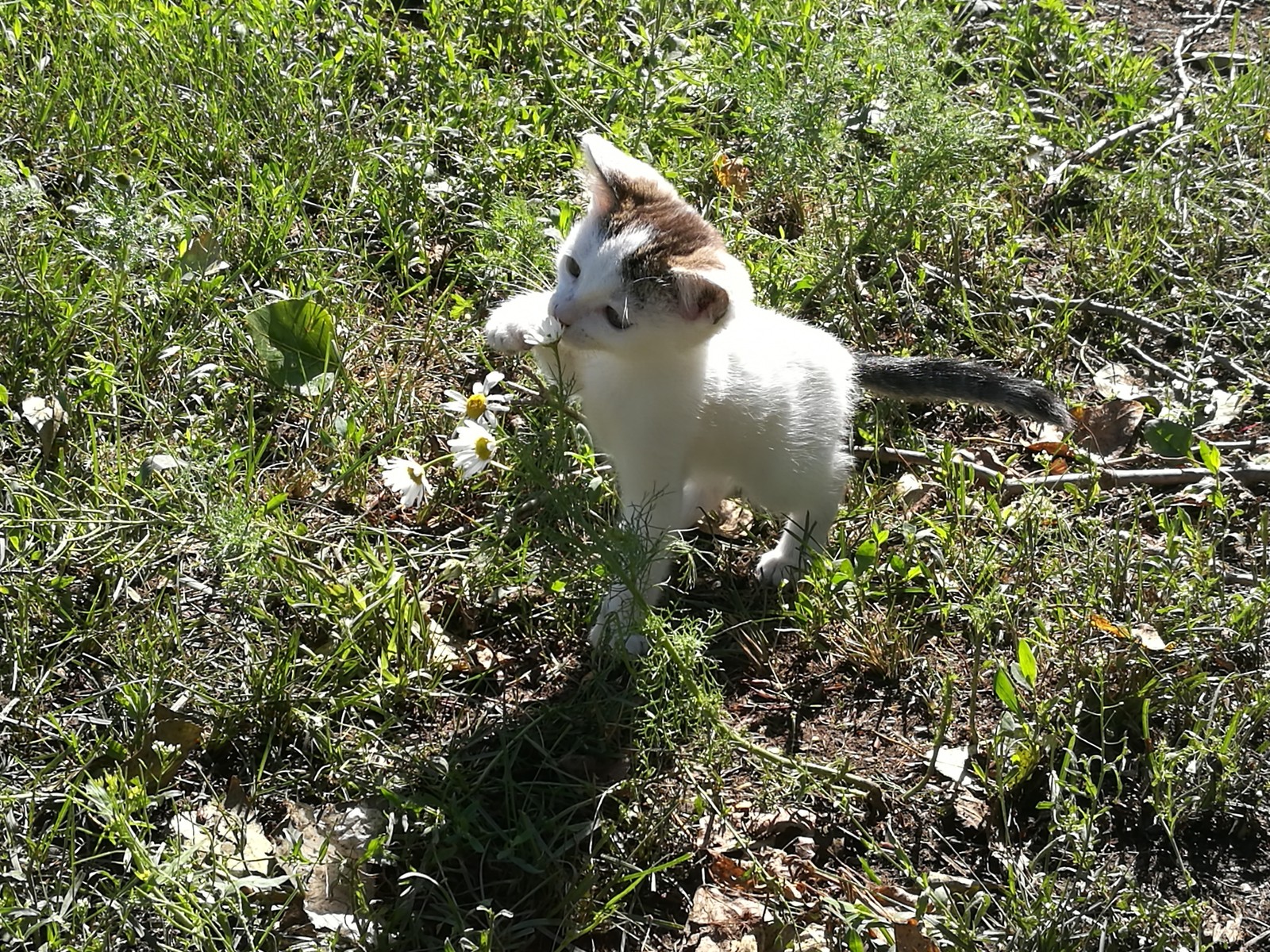 Kitten with flowers - My, cat, Kitten Baby, Chamomile, Milota