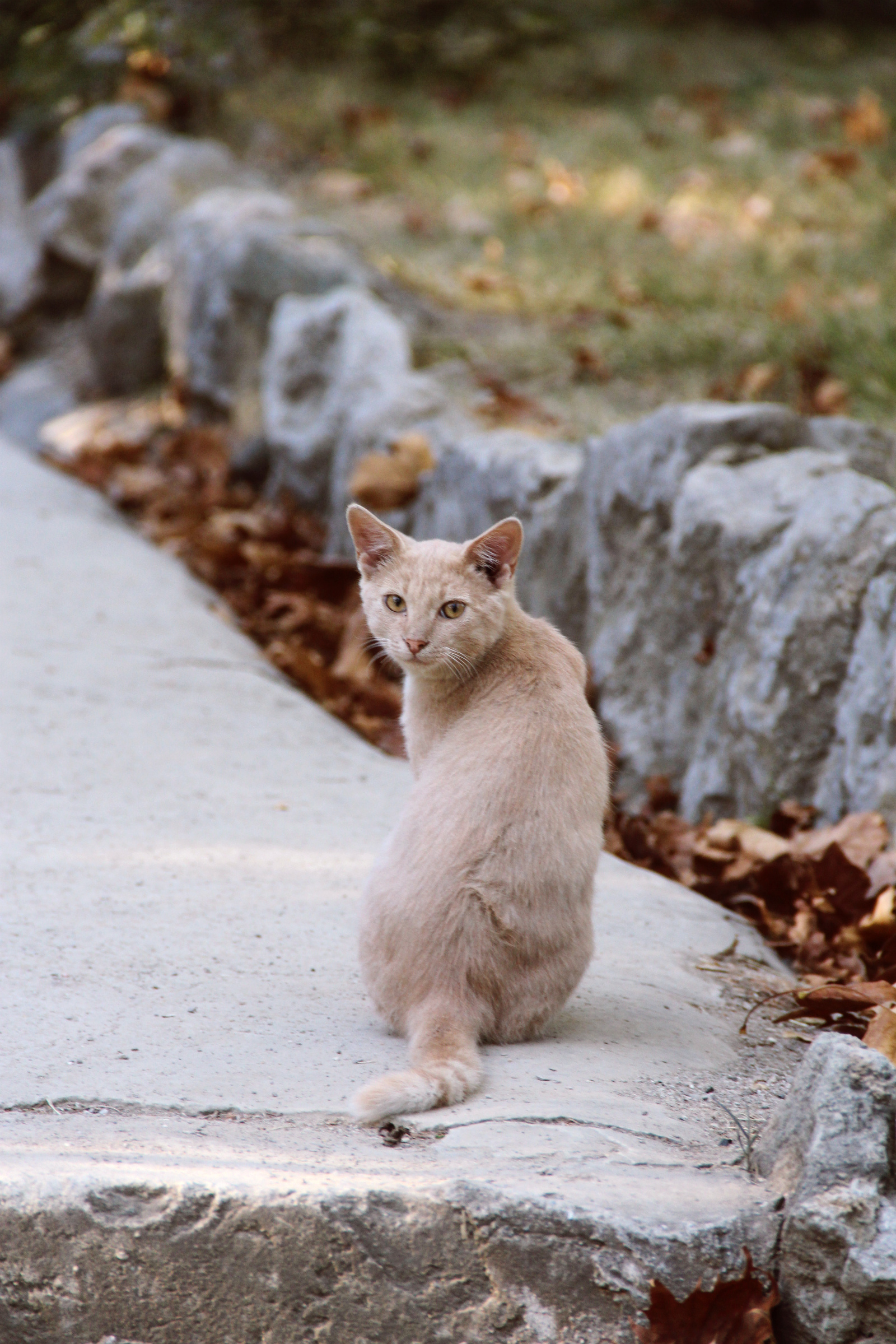 Such different cats - My, cat, Cats and kittens, Catomafia, Kisiki, Mustachioed - Striped, Longpost