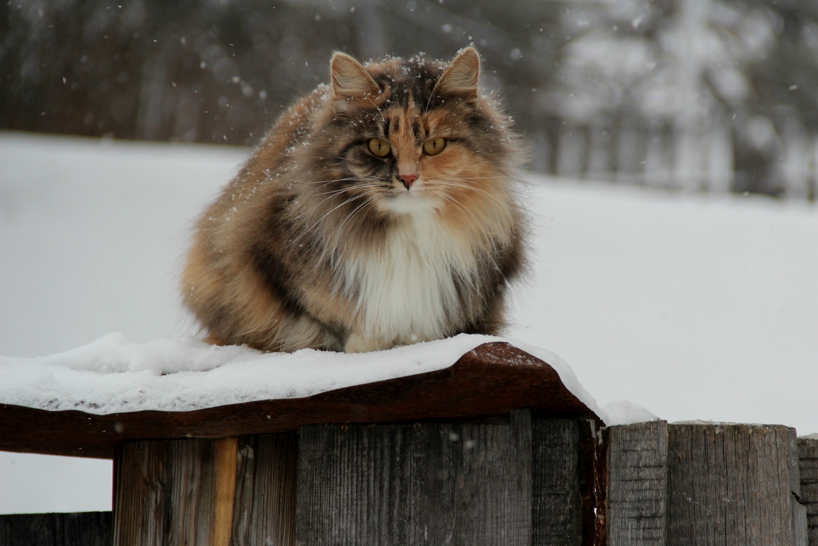 Such different cats - My, cat, Cats and kittens, Catomafia, Kisiki, Mustachioed - Striped, Longpost