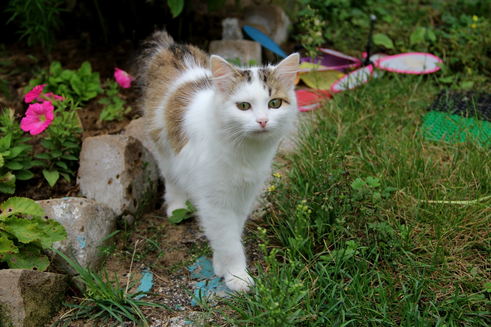 Such different cats - My, cat, Cats and kittens, Catomafia, Kisiki, Mustachioed - Striped, Longpost