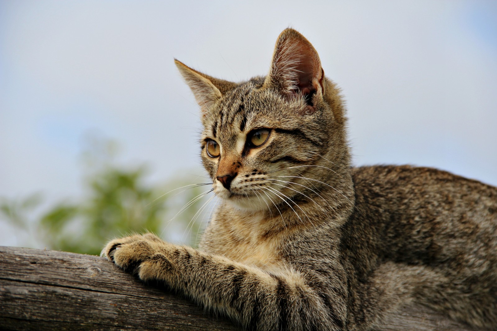 Such different cats - My, cat, Cats and kittens, Catomafia, Kisiki, Mustachioed - Striped, Longpost