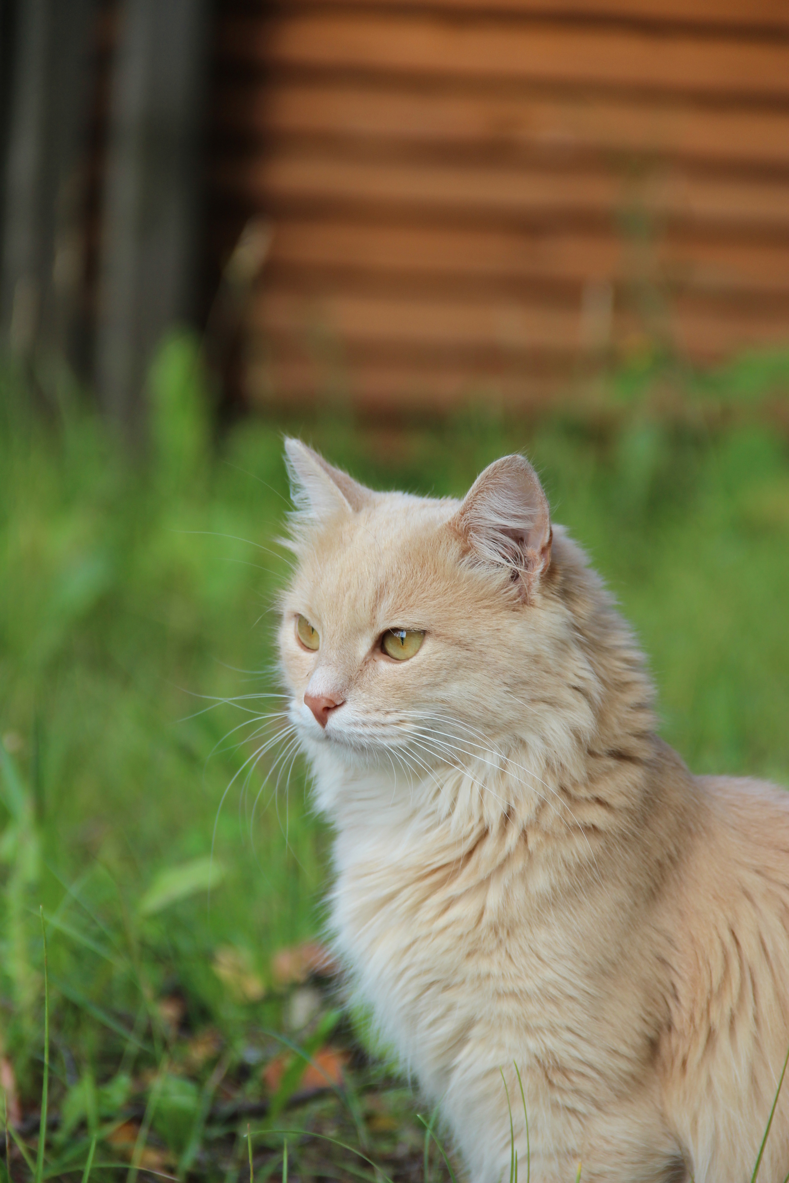 Such different cats - My, cat, Cats and kittens, Catomafia, Kisiki, Mustachioed - Striped, Longpost