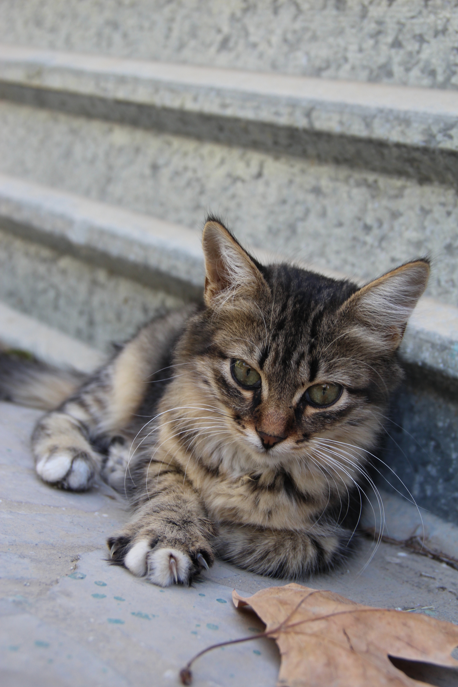 Such different cats - My, cat, Cats and kittens, Catomafia, Kisiki, Mustachioed - Striped, Longpost