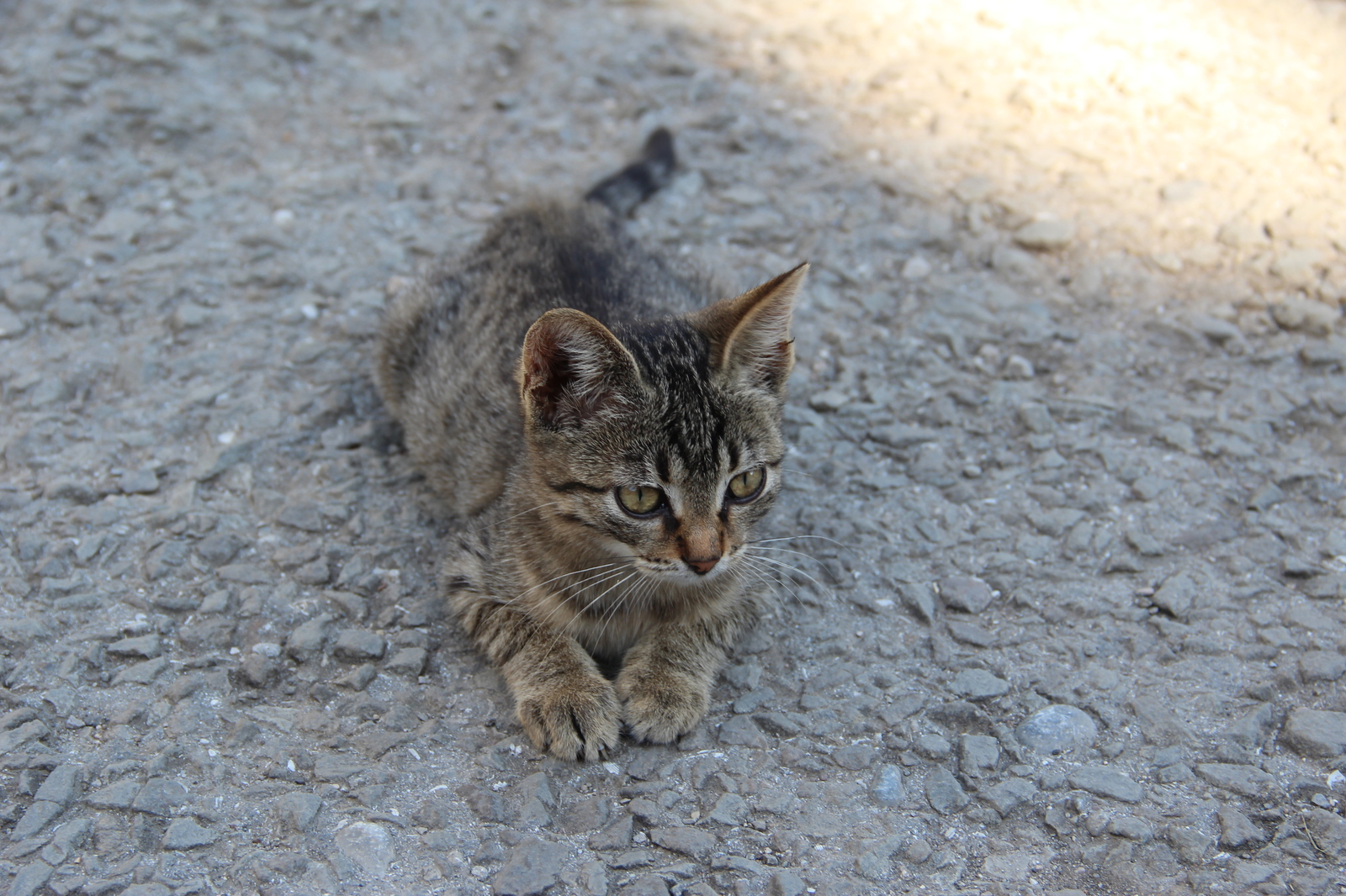 Such different cats - My, cat, Cats and kittens, Catomafia, Kisiki, Mustachioed - Striped, Longpost