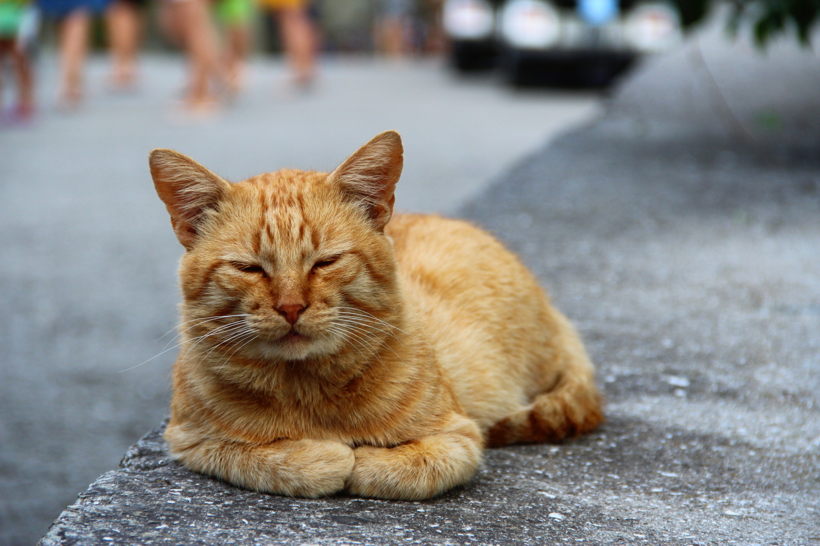 Such different cats - My, cat, Cats and kittens, Catomafia, Kisiki, Mustachioed - Striped, Longpost