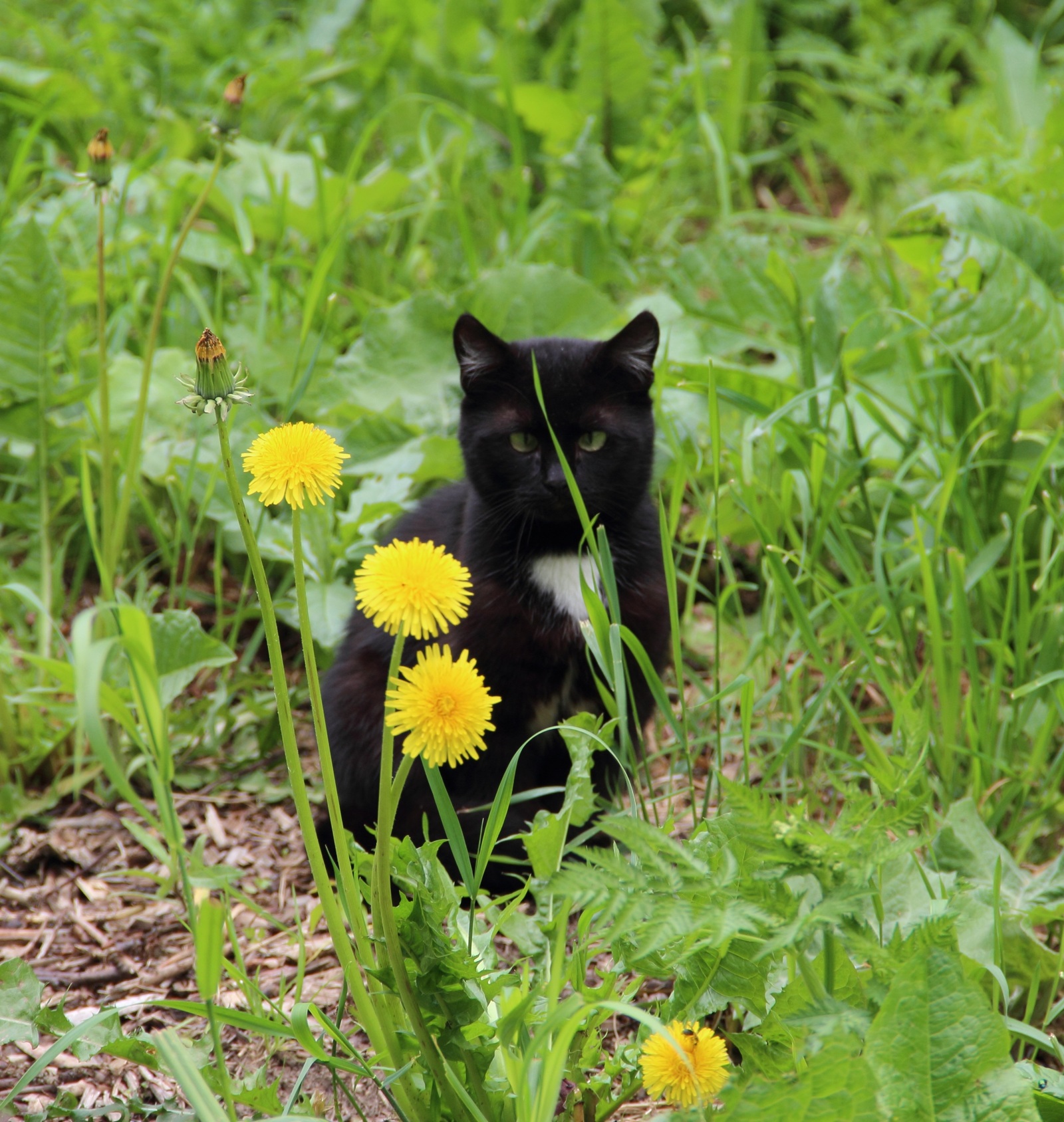 Such different cats - My, cat, Cats and kittens, Catomafia, Kisiki, Mustachioed - Striped, Longpost