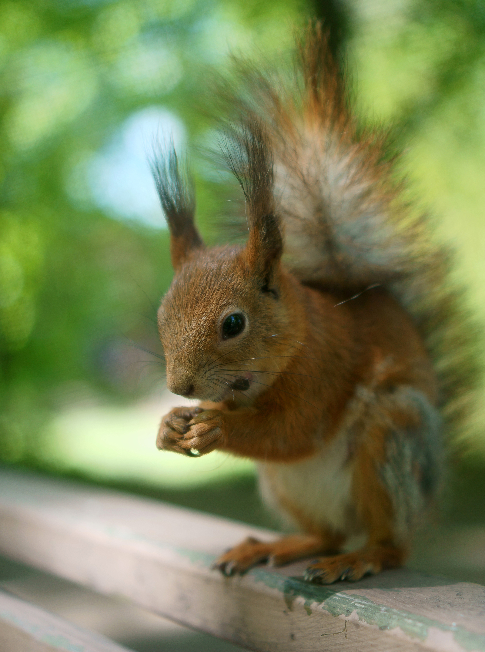 Желтый белок. Sciurus spadiceus. Белочка. Рыжая белка. Белочка с орешками.