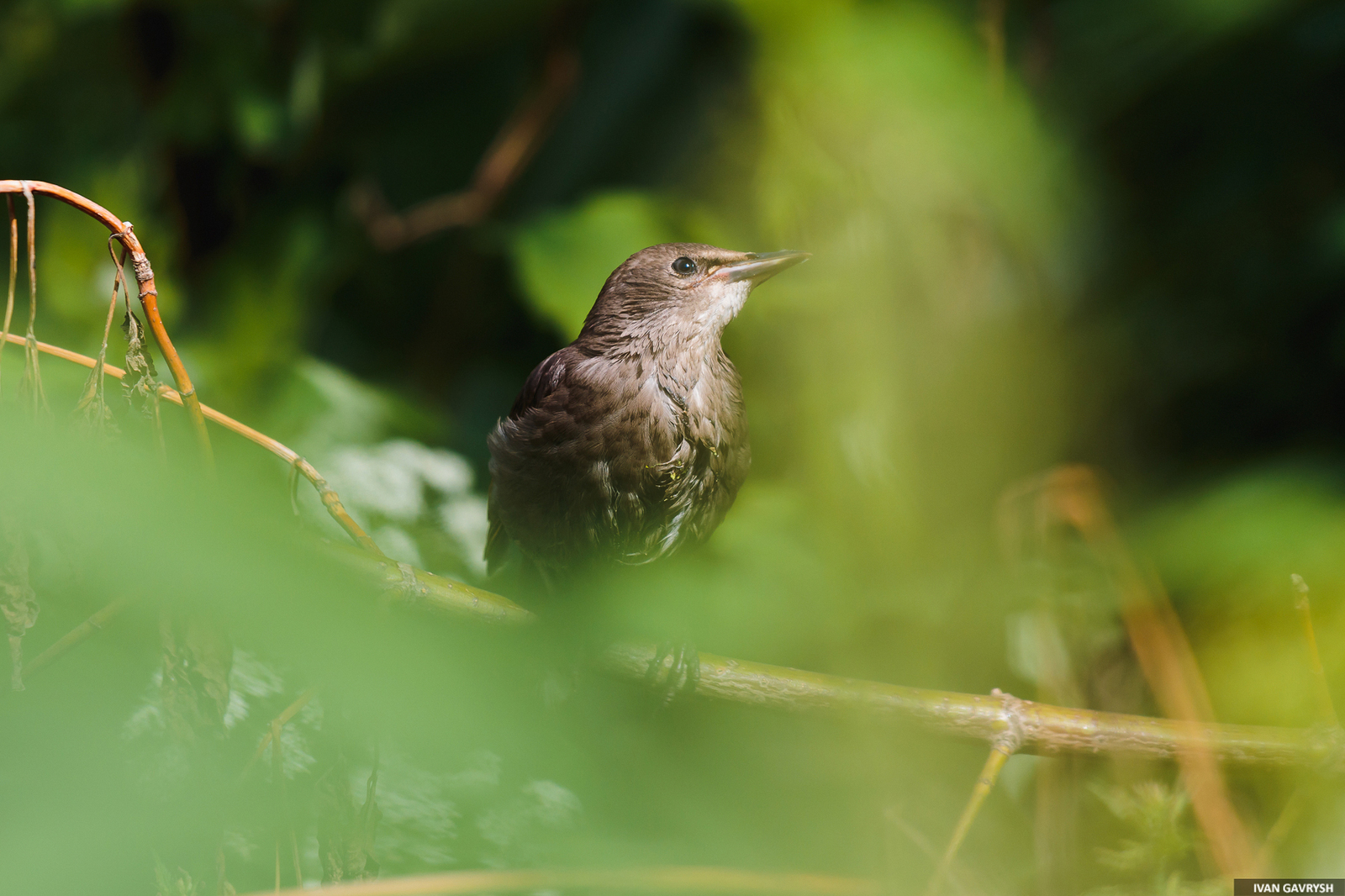 Starling. Just a starling - My, Birds, Longpost, Starling