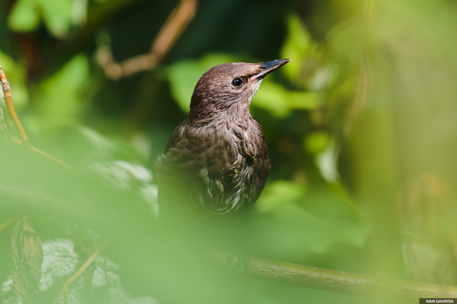 Starling. Just a starling - My, Birds, Longpost, Starling