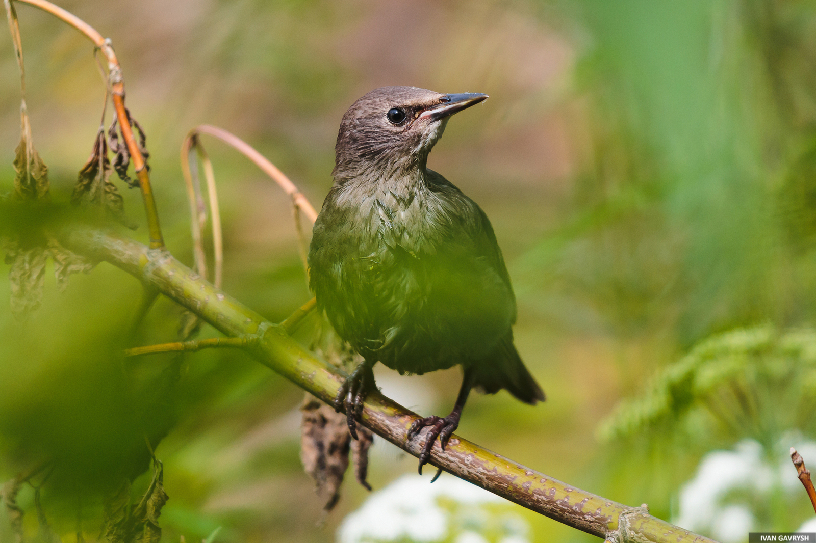 Starling. Just a starling - My, Birds, Longpost, Starling