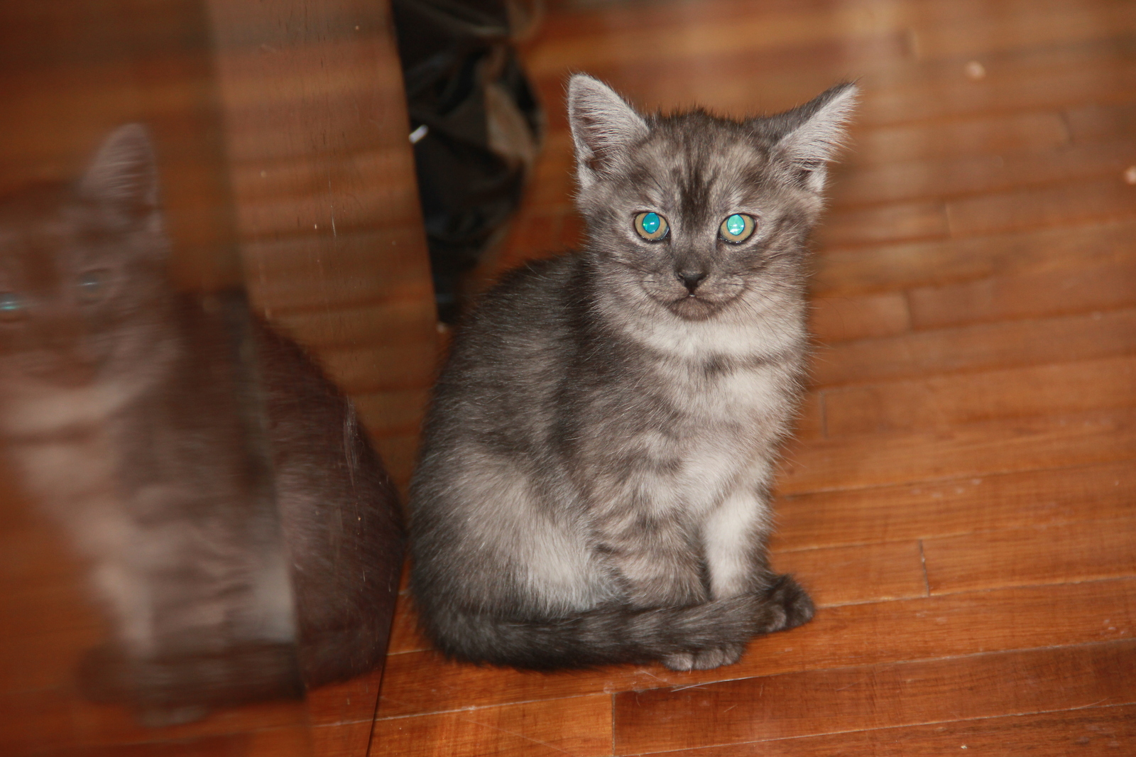 I will give kittens in Voronezh - cat, In good hands, Voronezh, Is free, Longpost