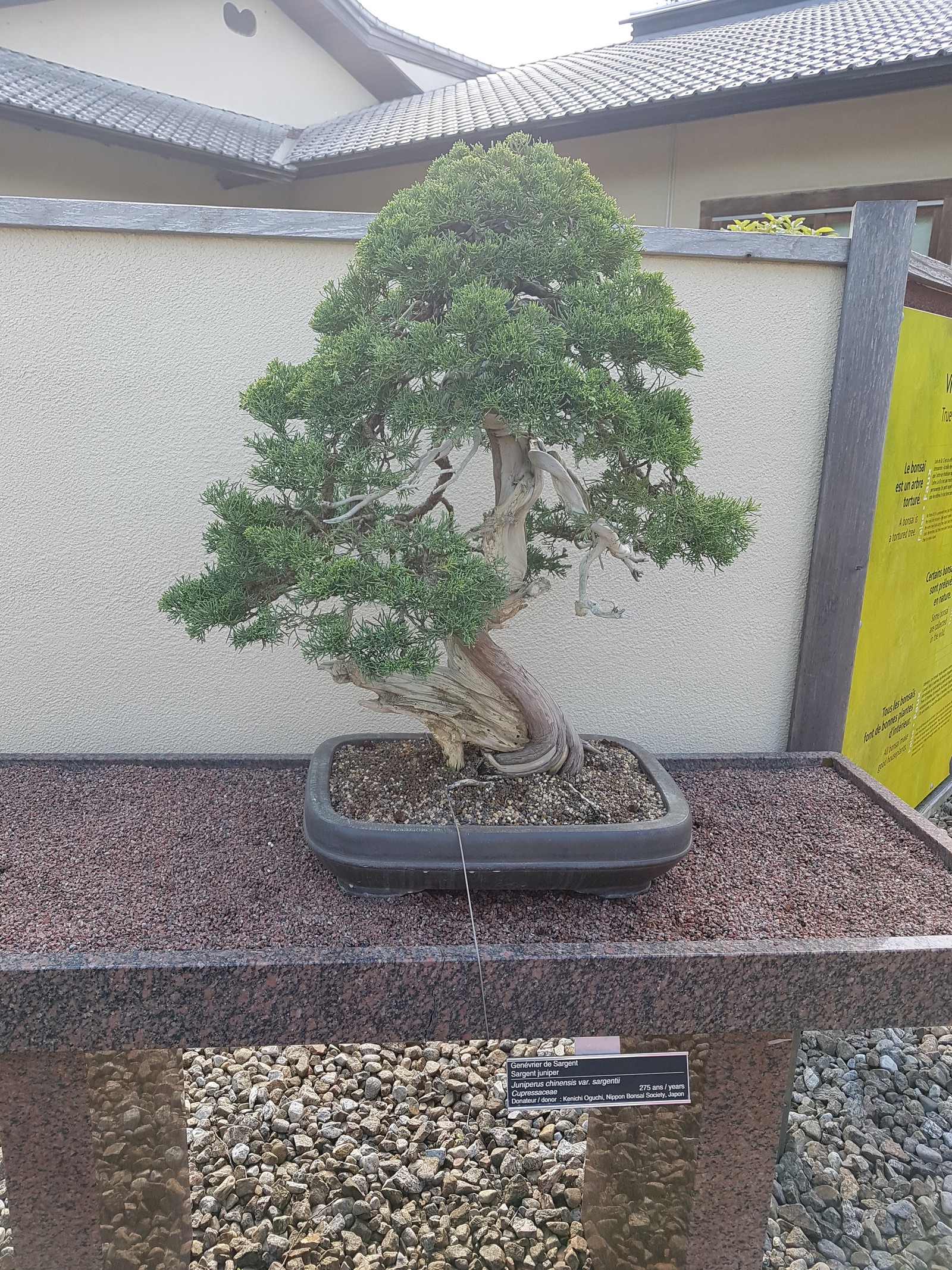 Bonsai, pay attention to age .... - My, Bonsai, , Longpost