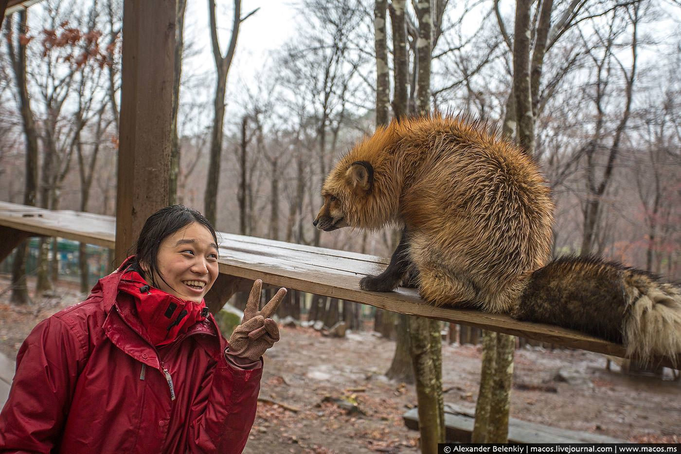 Zao Kitsune Mura - Fox Village. See and play with six kinds of cute foxes - Fox Village, Fox, Fyr, Not mine, Interesting places, Japan, Longpost, GIF