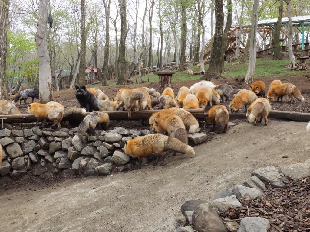 Zao Kitsune Mura - Fox Village. See and play with six kinds of cute foxes - Fox Village, Fox, Fyr, Not mine, Interesting places, Japan, Longpost, GIF