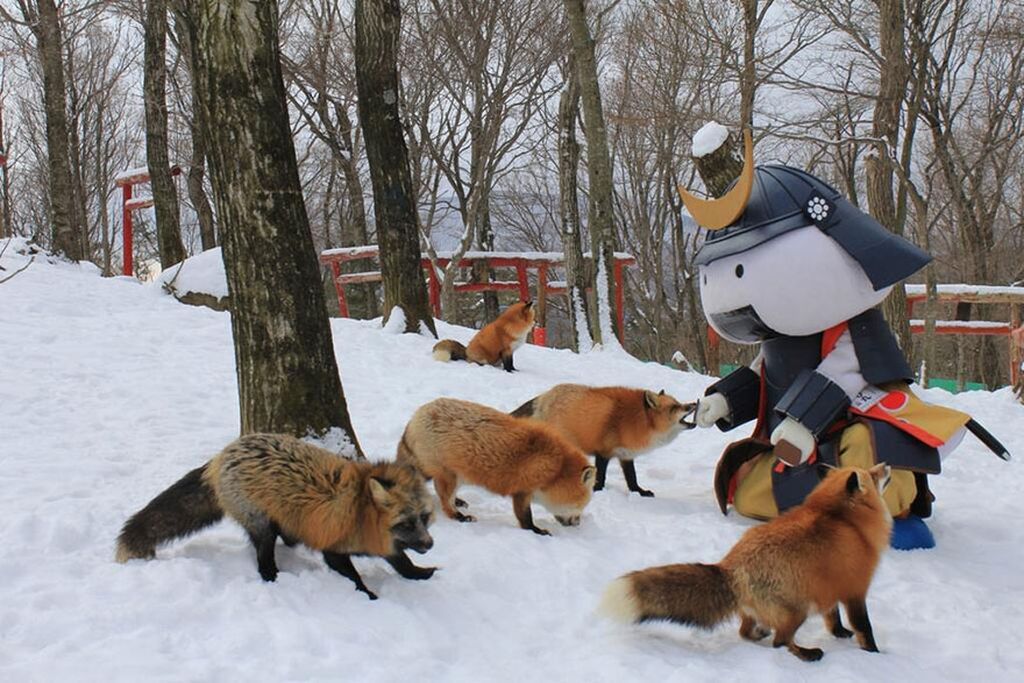 Zao Kitsune Mura - Fox Village. See and play with six kinds of cute foxes - Fox Village, Fox, Fyr, Not mine, Interesting places, Japan, Longpost, GIF