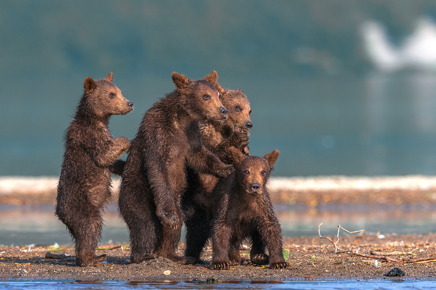 Bear gang. - The photo, Brown bears, Kurile Islands, Russia