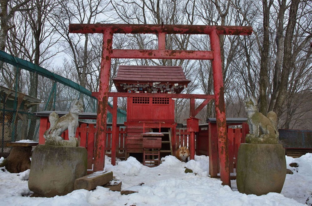 Zao Kitsune Mura - Fox Village. See and play with six kinds of cute foxes - Fox Village, Fox, Fyr, Not mine, Interesting places, Japan, Longpost, GIF