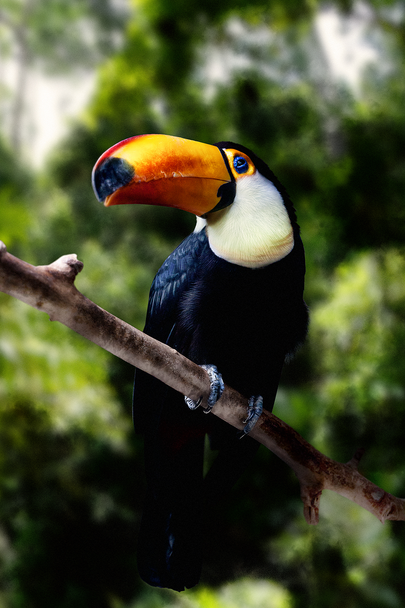 Here are some feathered ones in your feed) - My, My, Birds, Photographer, Vitaliy Orlinsky, Blackbird, , Toucan, Amazon parrot, Longpost