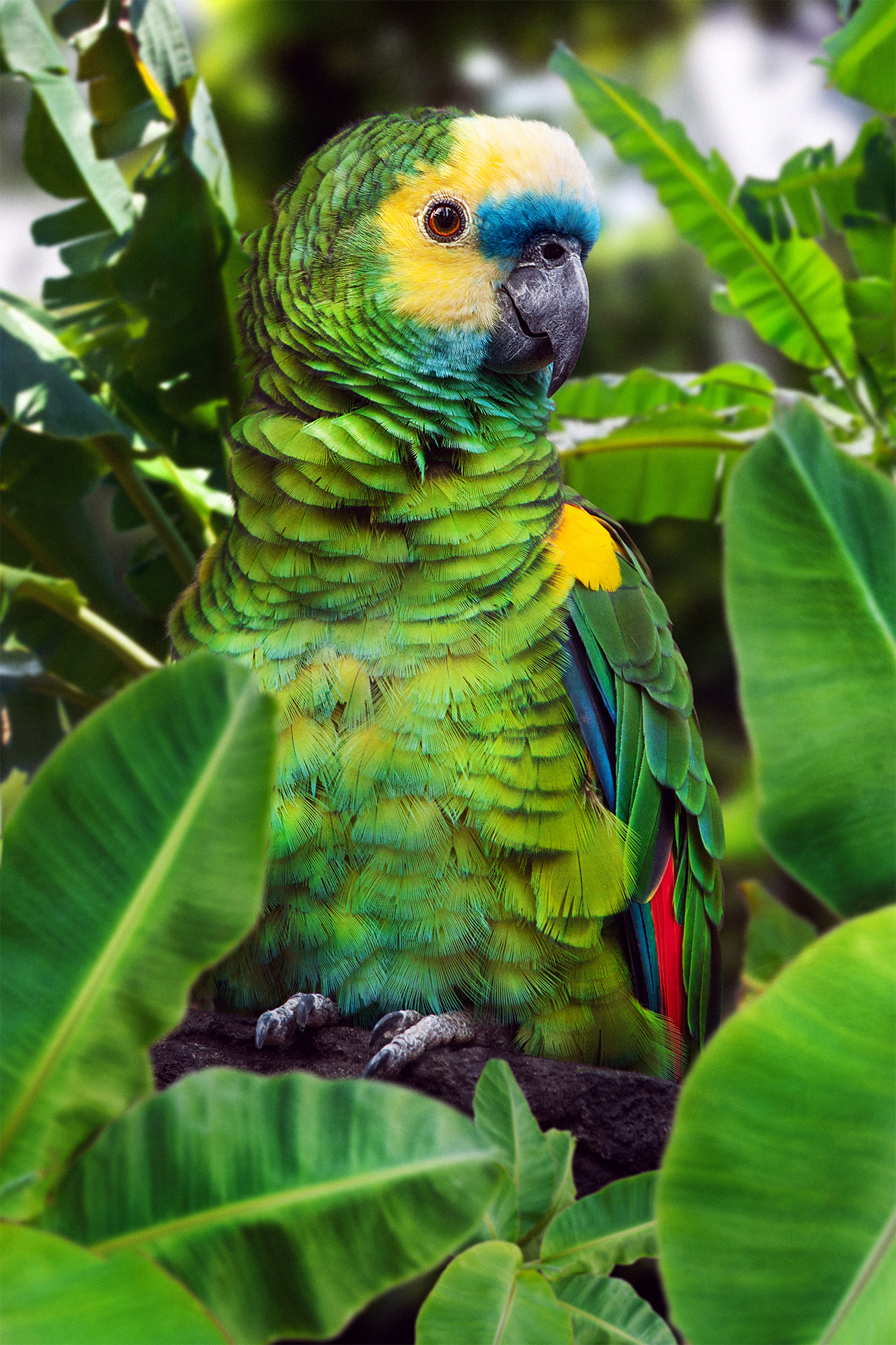 Here are some feathered ones in your feed) - My, My, Birds, Photographer, Vitaliy Orlinsky, Blackbird, , Toucan, Amazon parrot, Longpost