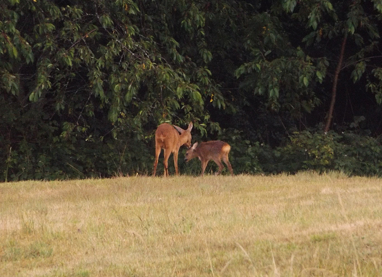 Forest neighbors 4. Deer for a walk. - My, My, Forest, , Walk, Video, Longpost, Fawn