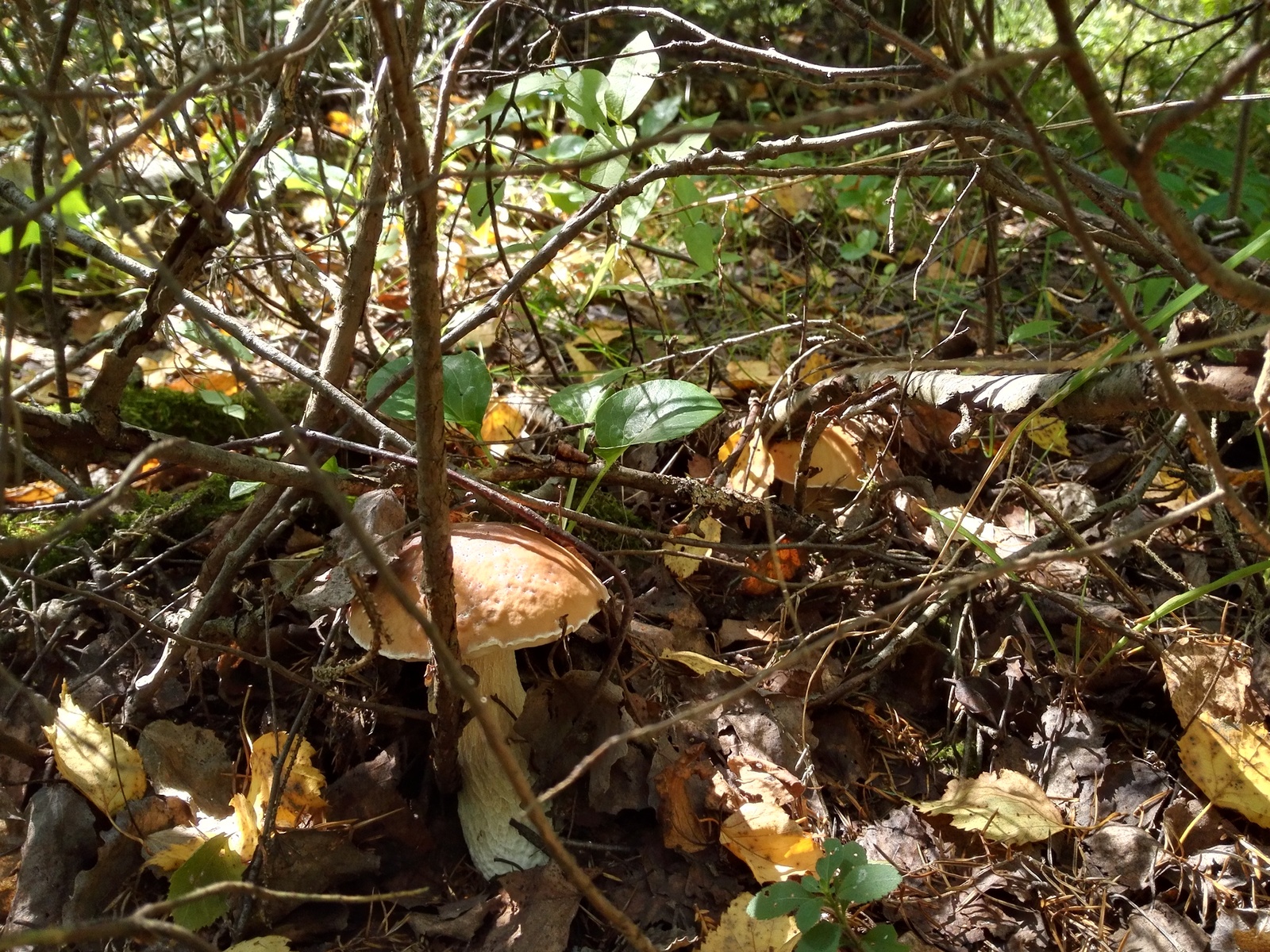 Early autumn - My, White, Forest, Longpost