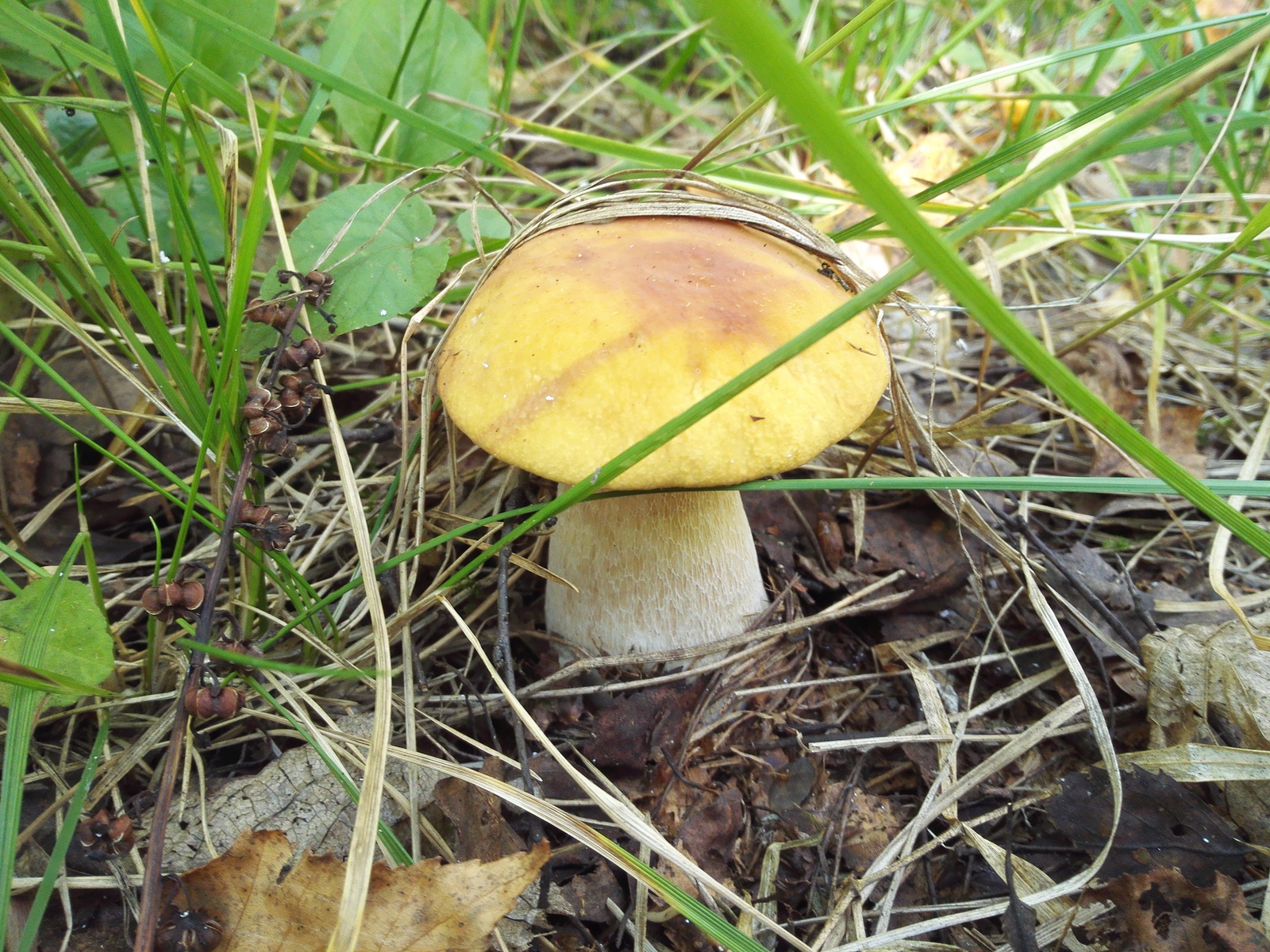 Early autumn - My, White, Forest, Longpost