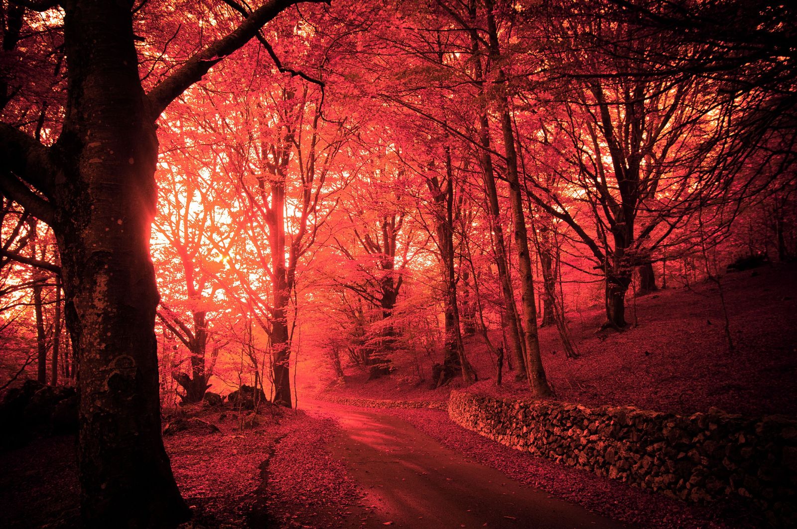 Day 1 or mystical red forest - Nature, Mystic