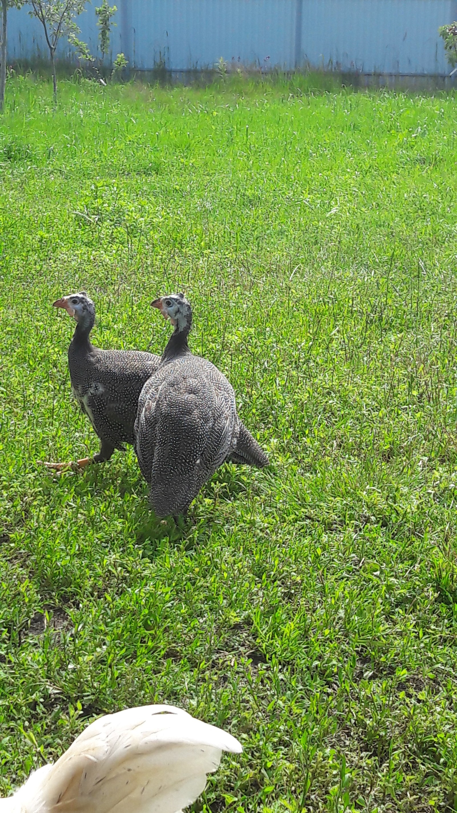 Guinea fowl - My, Guinea fowl, Birds, Hen, Homemade, Longpost