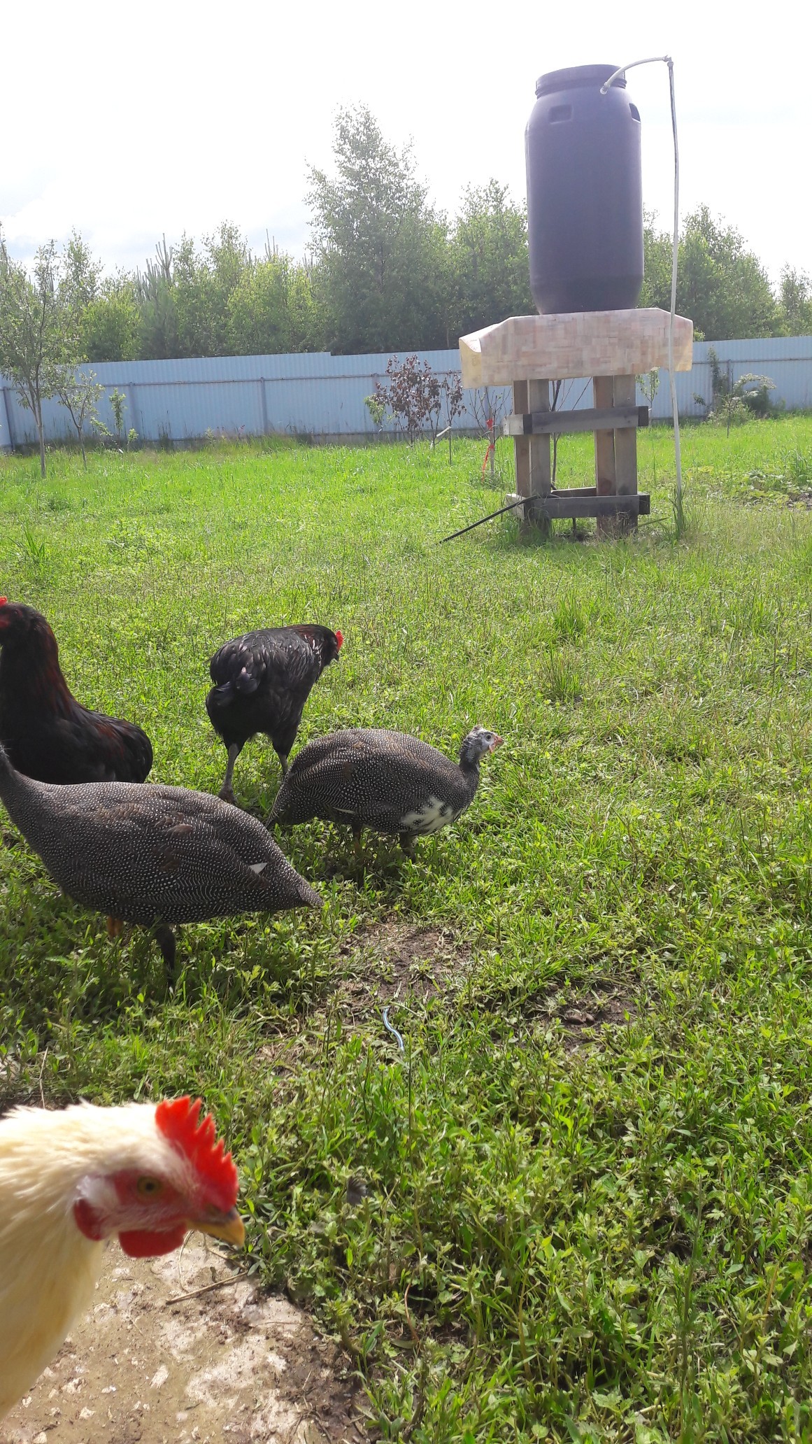 Guinea fowl - My, Guinea fowl, Birds, Hen, Homemade, Longpost