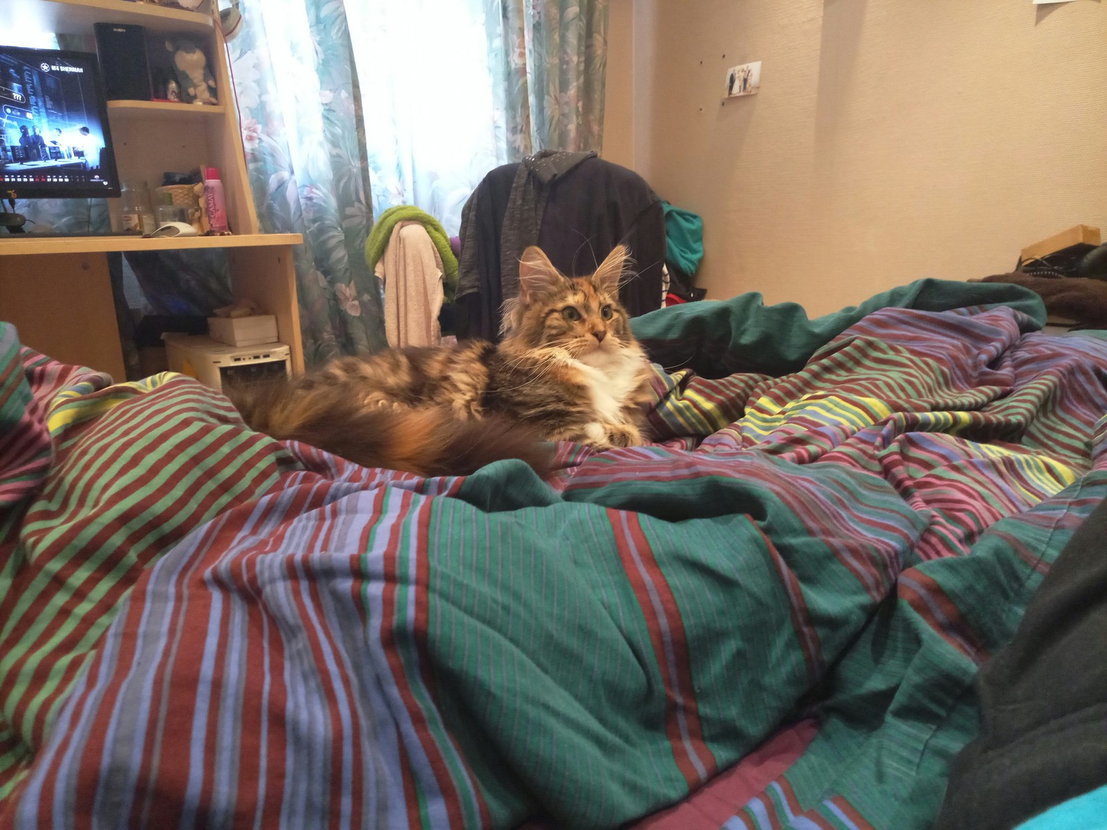 Bought a cat with my wife. - My, Cat found a home, Maine Coon, Longpost, , cat