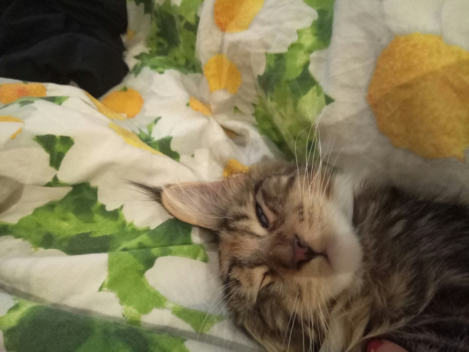 Bought a cat with my wife. - My, Cat found a home, Maine Coon, Longpost, , cat