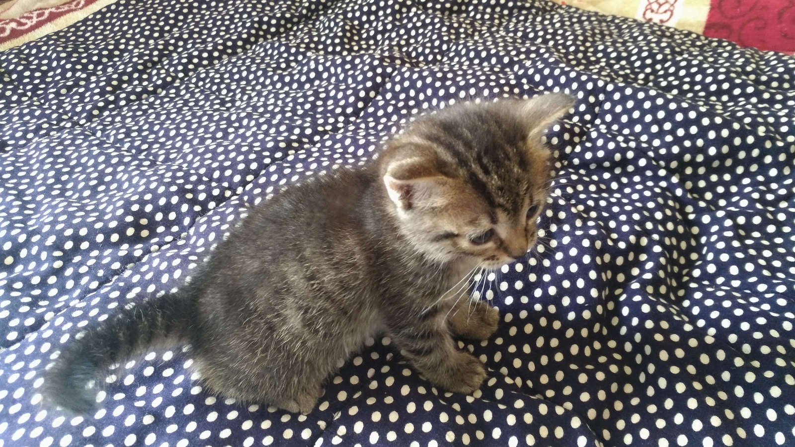 I will give a fluffy ball in good hands! St. Petersburg - My, In good hands, Kitten is looking for a family, Saint Petersburg, Leningrad region, , Longpost, cat