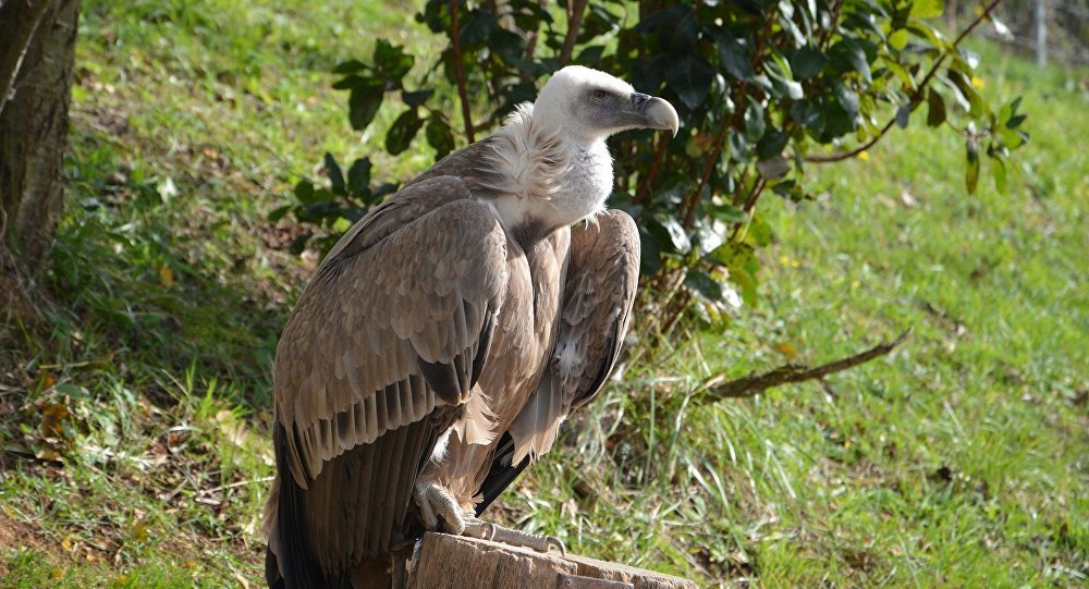 Zoo incident - My, Zoo, Vulture, Animals, Stupid, Lipetsk, Barnaul, Stupidity