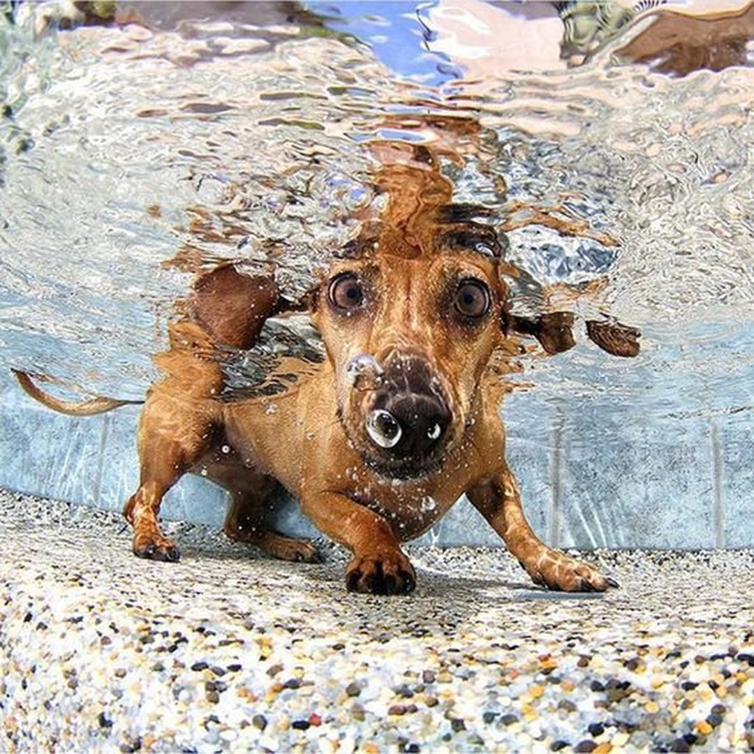 Погружение) - Такса, Собака, Вода, Погружение, Бульбуль, Милота