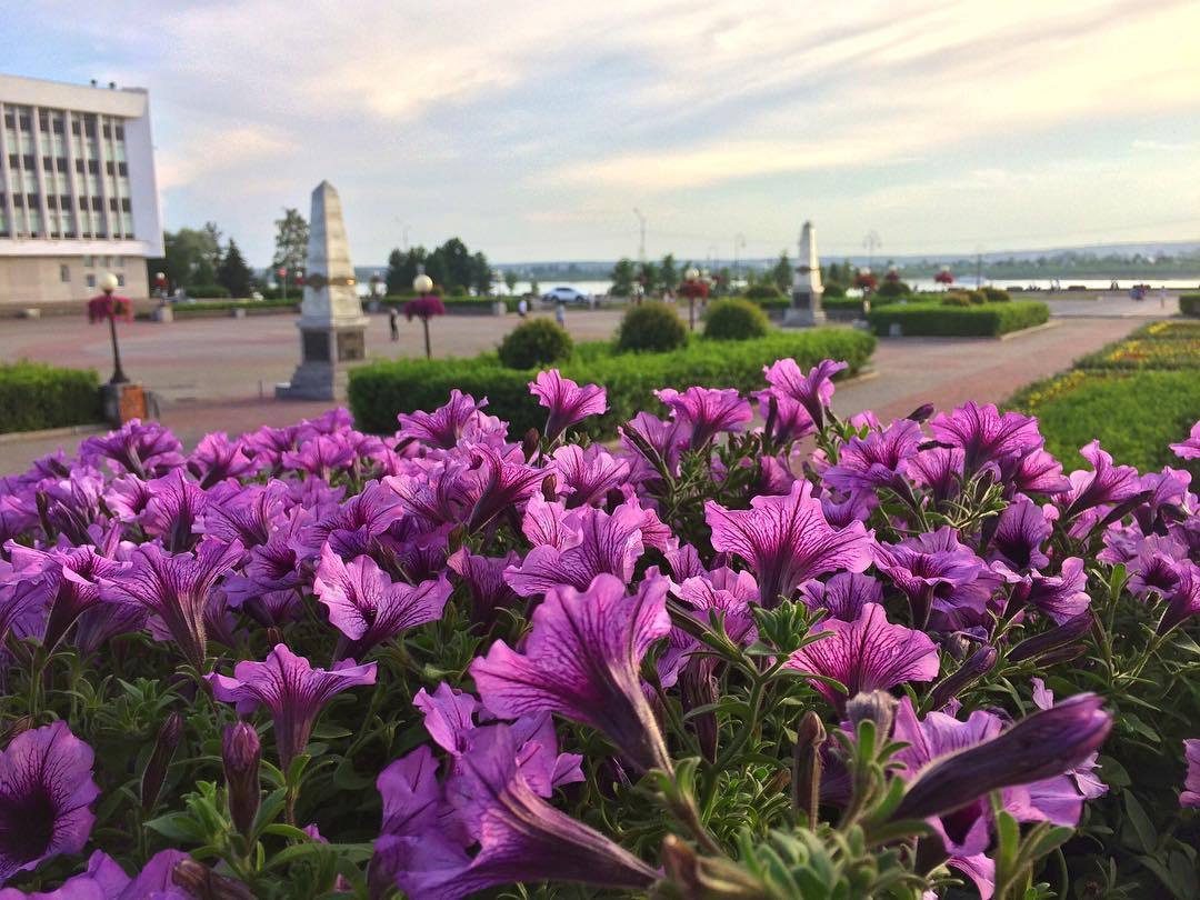 Blooming Tomsk - Tomsk, Flowers, beauty, Longpost