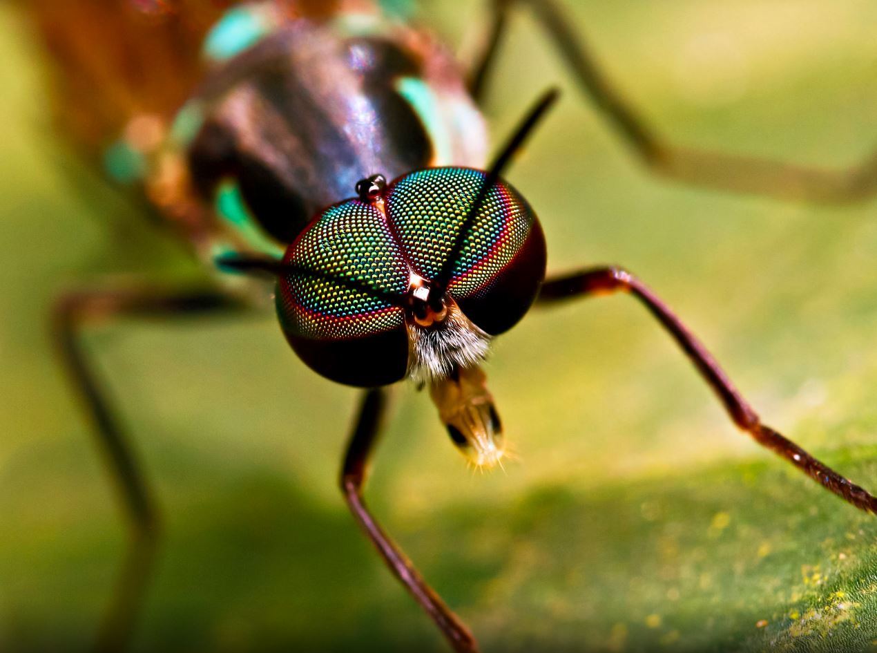 rainbow eyes - The photo, Closeup, Macro, Macro photography, 