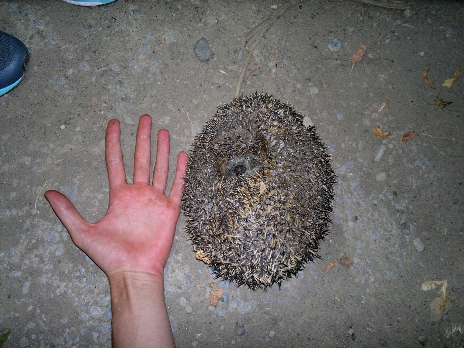 Hedgehog post - My, Eared hedgehog, Hedgehog, , Forest Hedgehog, Mite, Video, Longpost