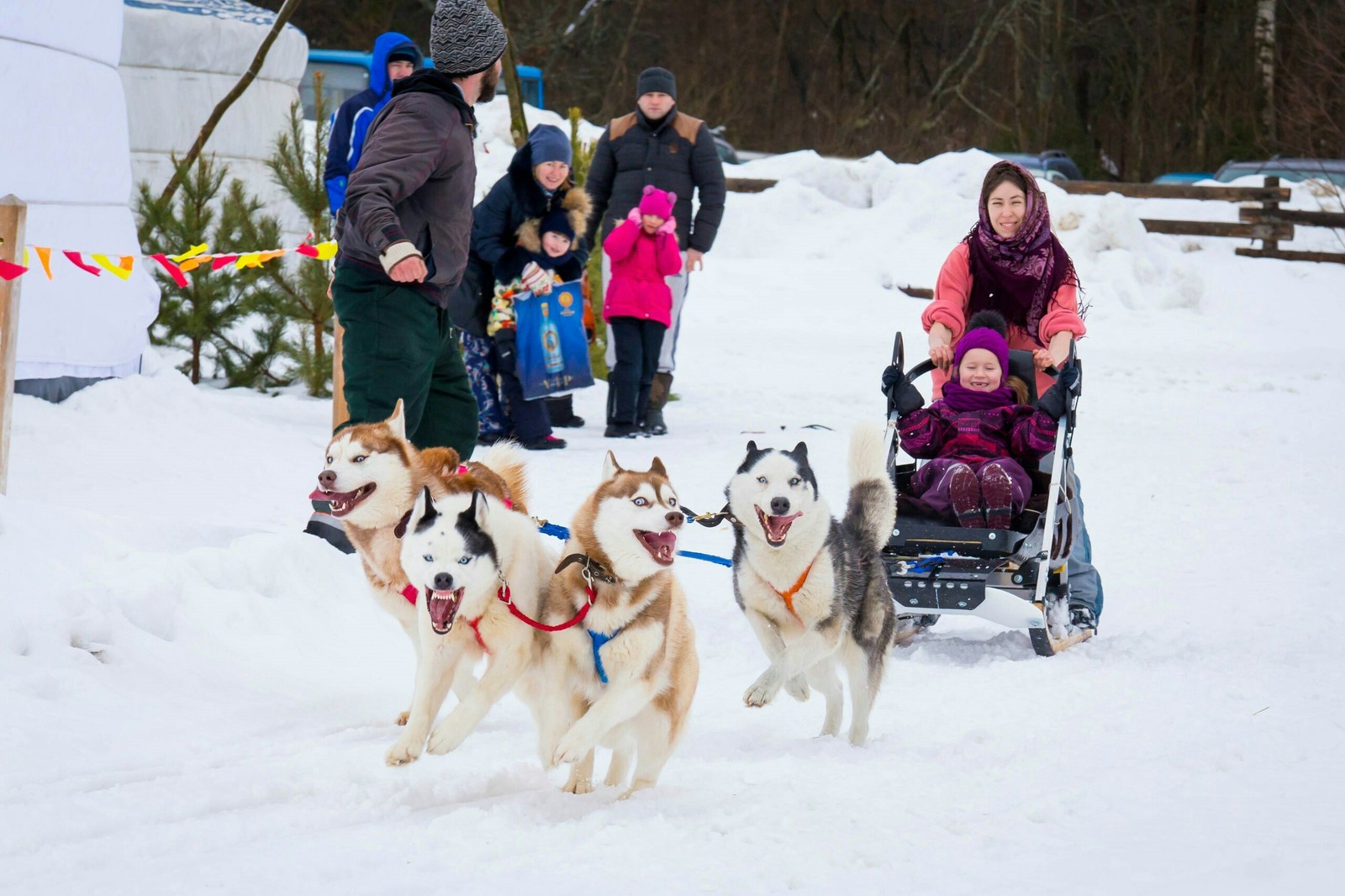 A little about Husky - My, Husky, Husky House, Dogs and people, Longpost