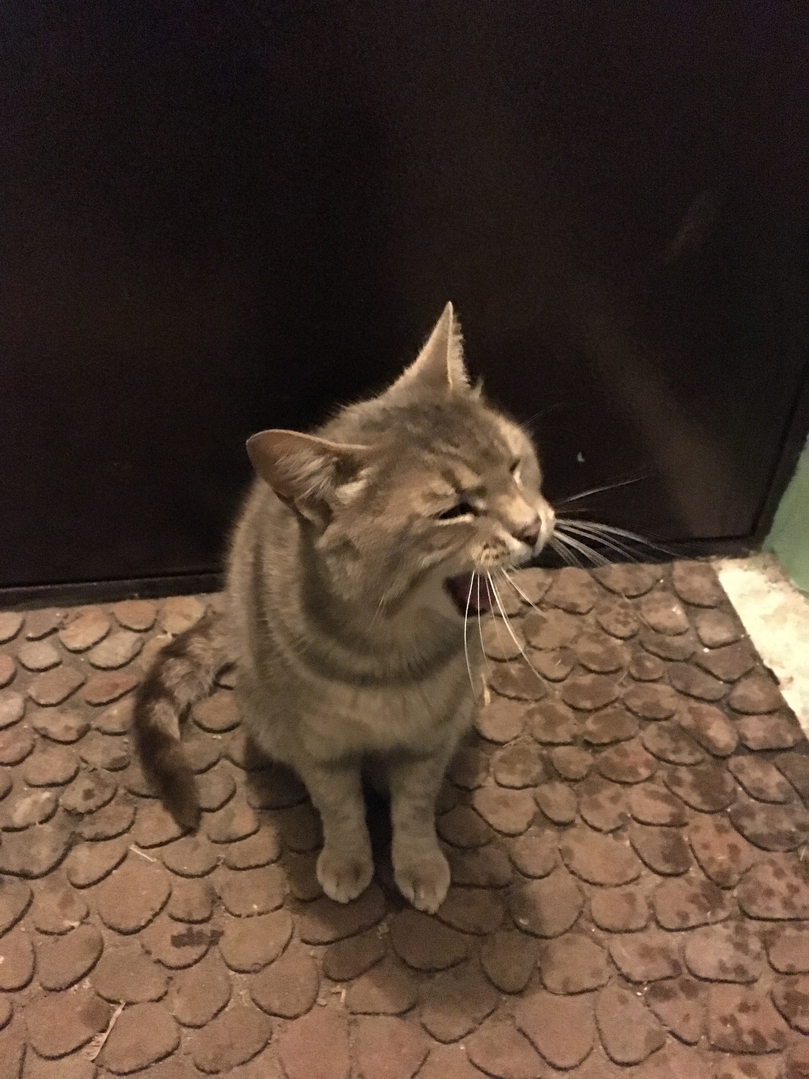 Podolsk! Has anyone lost a cat? - My, Help, Animals, Lost, Longpost, Podolsk, cat