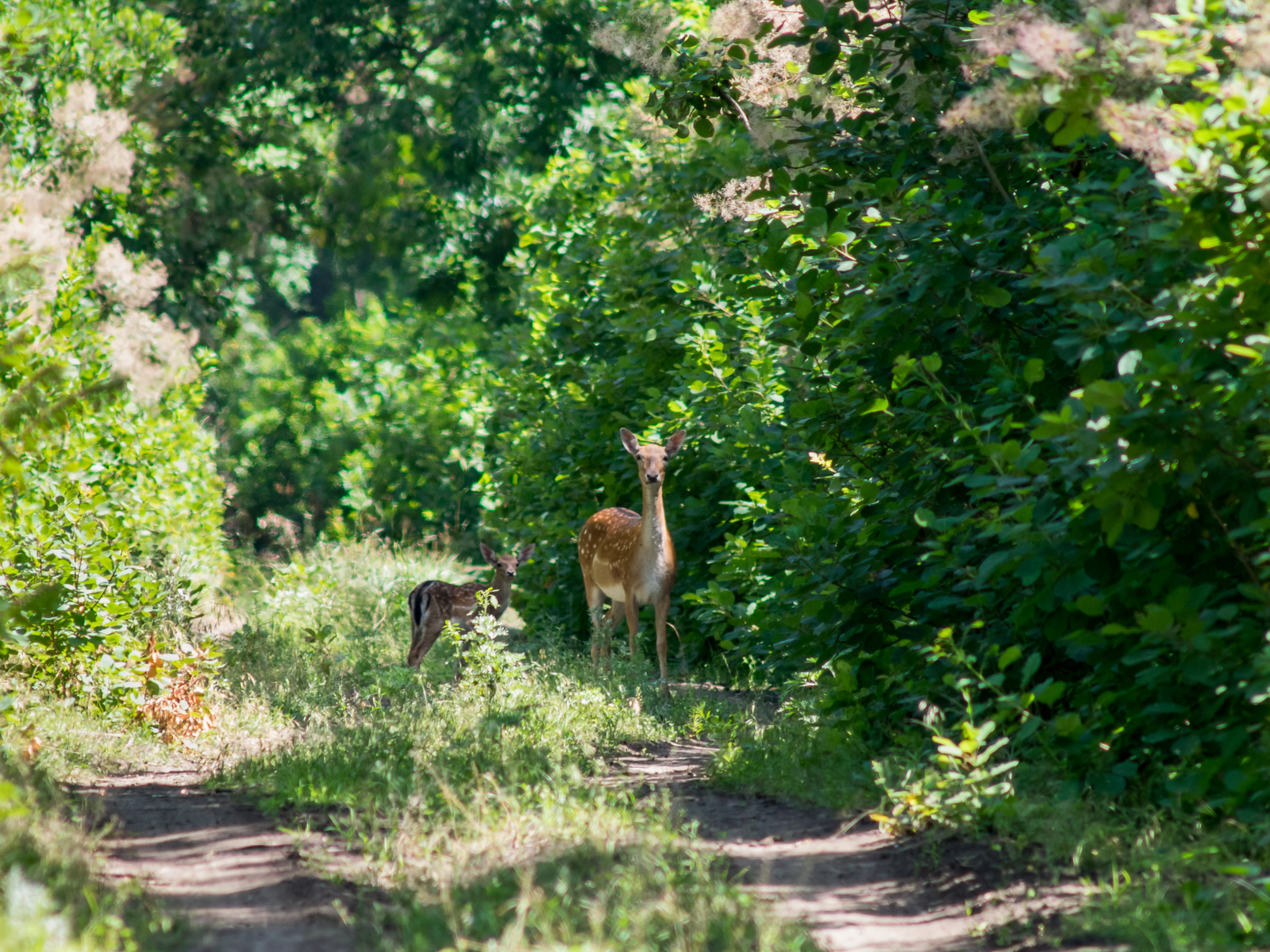 Photo hunting. - Deer, Longpost, Buzzard, Deer, Nikon, Rostov region, Forest, The photo, Bird watching, Photo hunting, My