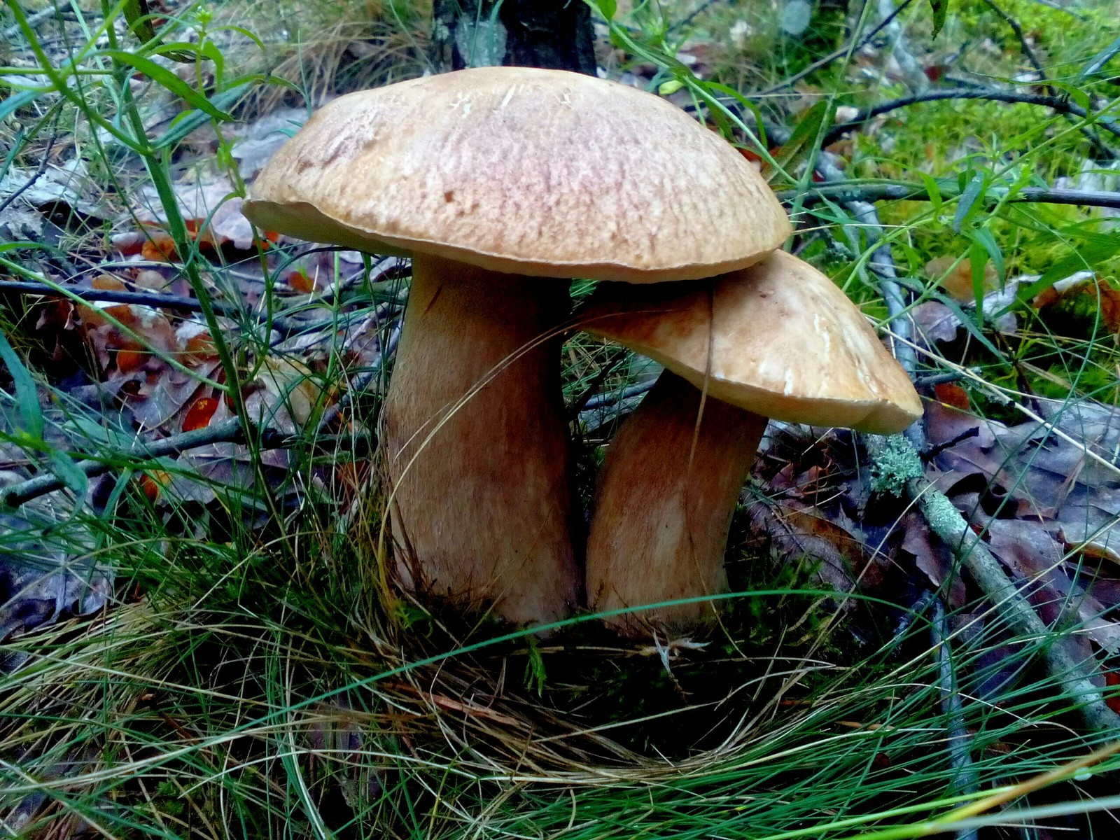 In the woods for mushrooms 2 - My, Forest, Nature, Longpost, Mushrooms, Fast