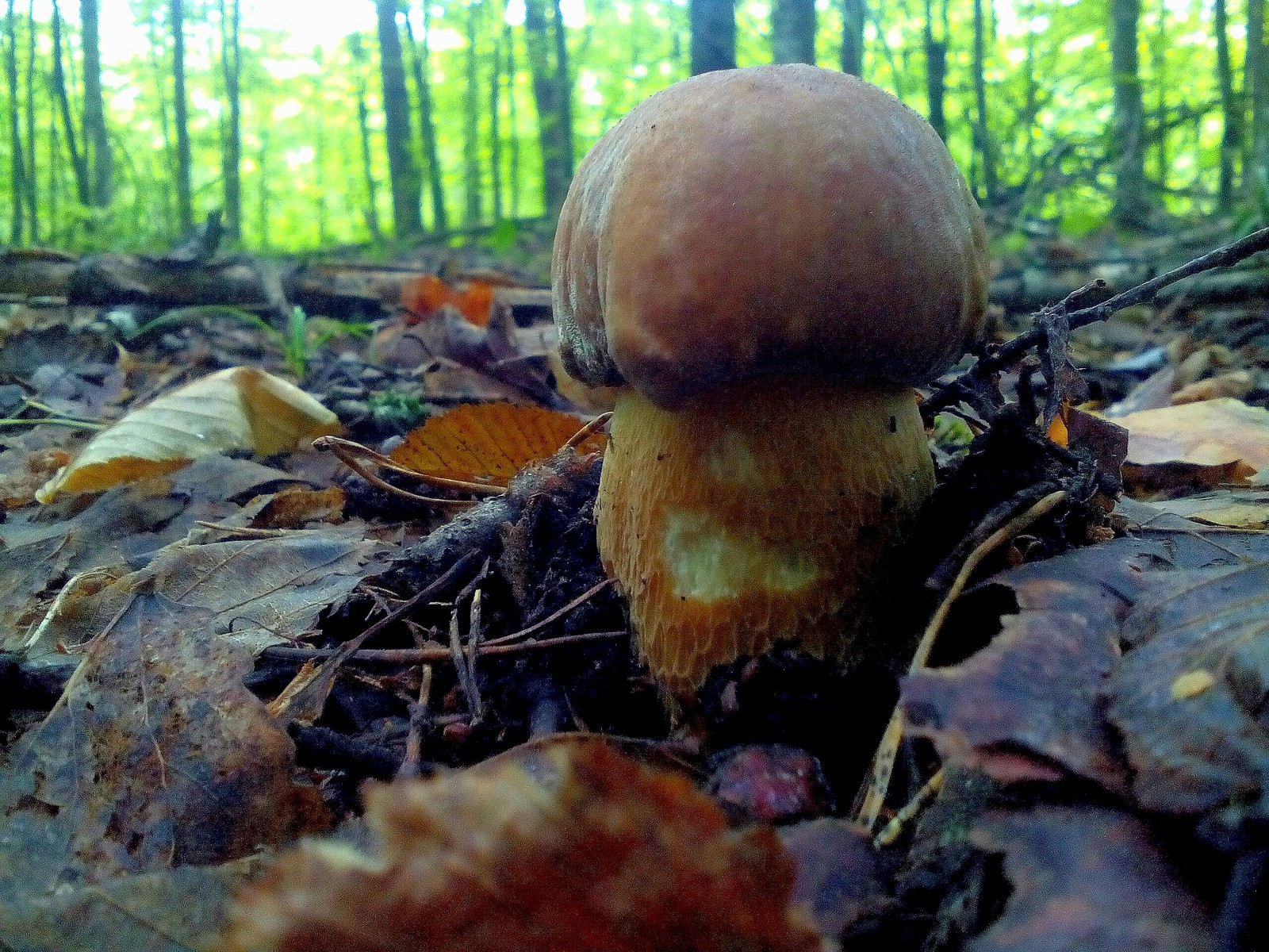 In the woods for mushrooms 2 - My, Forest, Nature, Longpost, Mushrooms, Fast