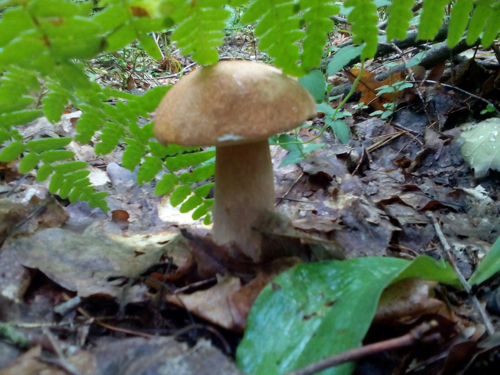 In the woods for mushrooms 2 - My, Forest, Nature, Longpost, Mushrooms, Fast