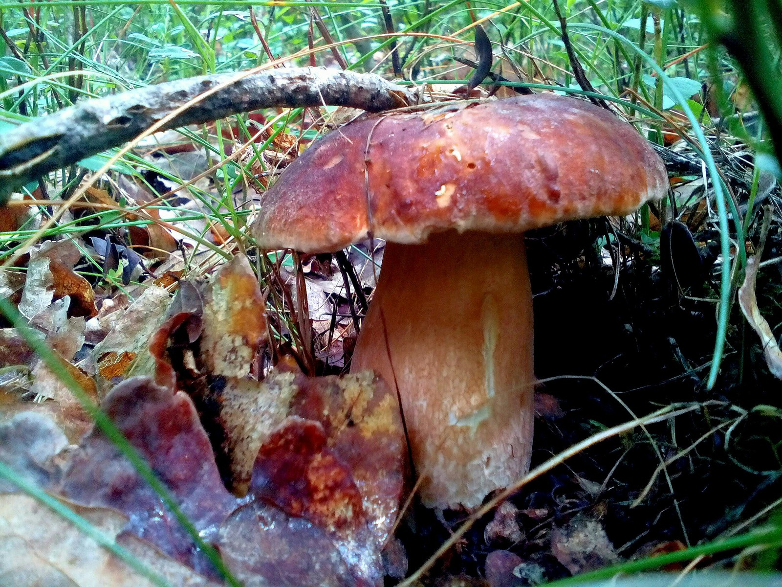 In the woods for mushrooms 2 - My, Forest, Nature, Longpost, Mushrooms, Fast