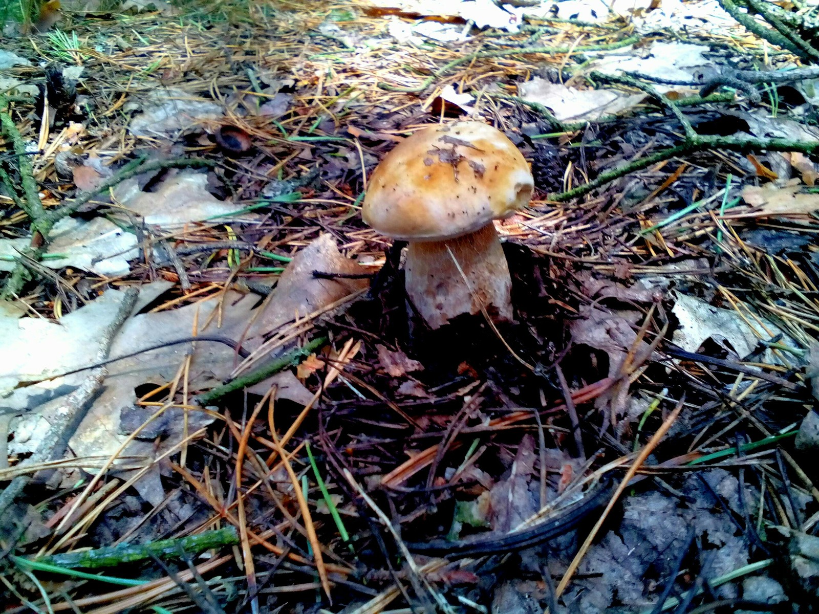 In the woods for mushrooms 2 - My, Forest, Nature, Longpost, Mushrooms, Fast